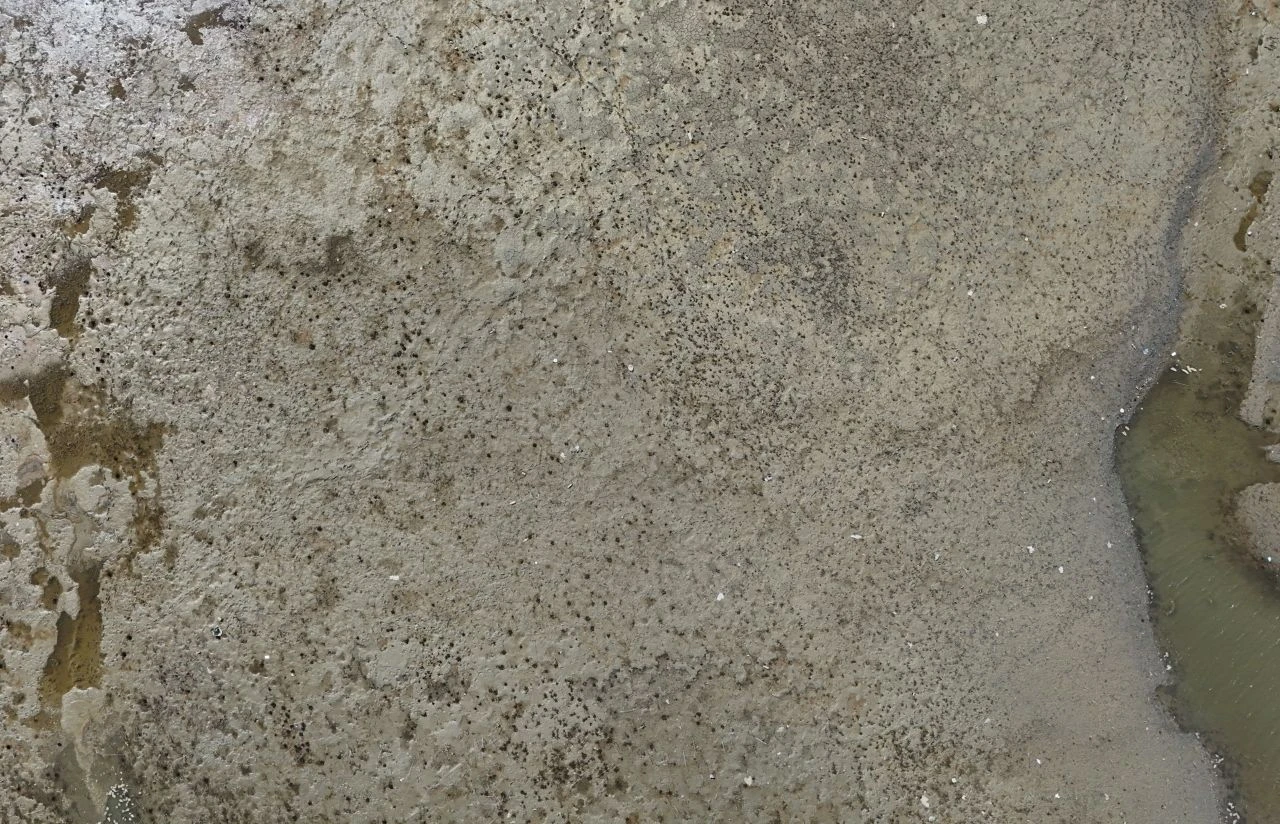 Alibey barajı yüzde 57'lere gerilerdi! İstanbul'da kuruyan barajlara vatandaşların piknik alanı oldu