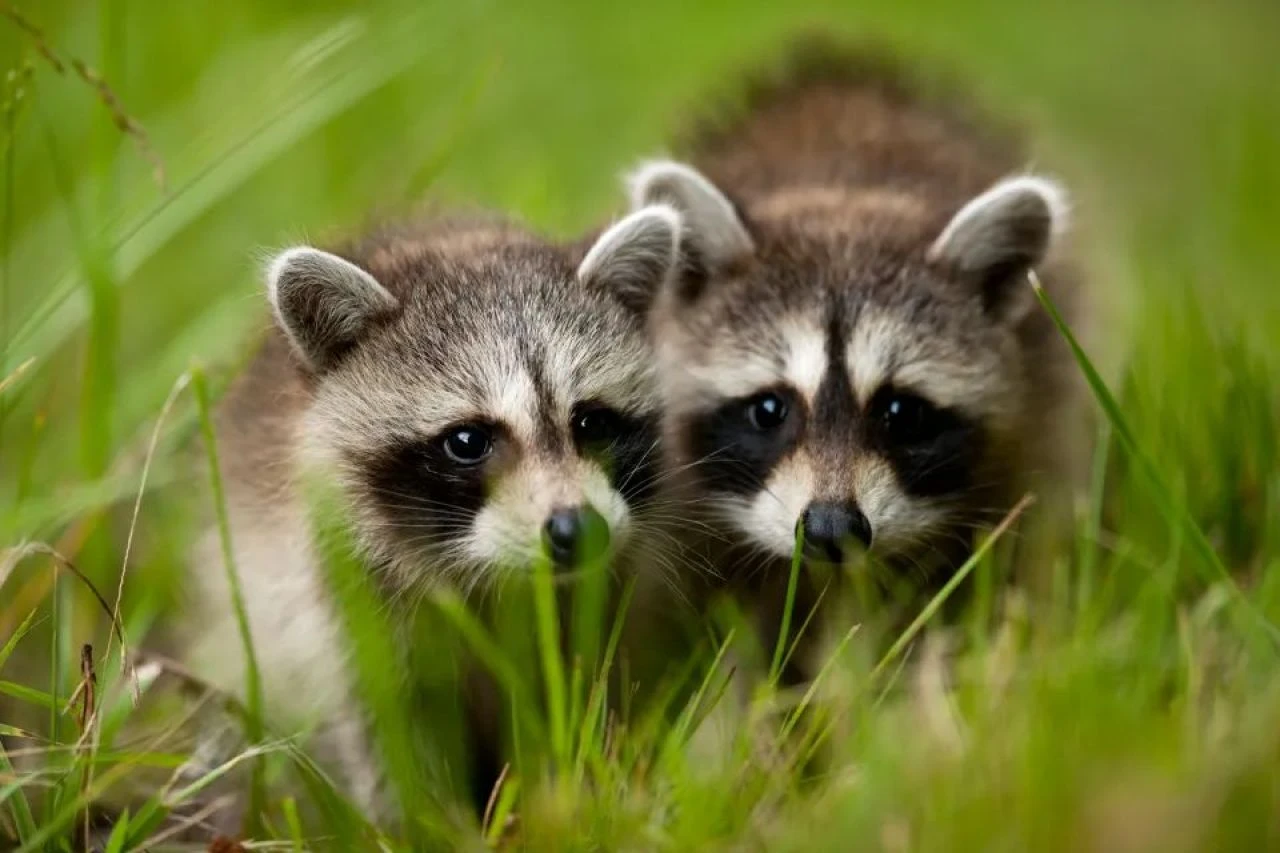 Avrupa'yı saran parazit beyni şişiriyor! Birçok ülkeye yayıldı - 1. Resim