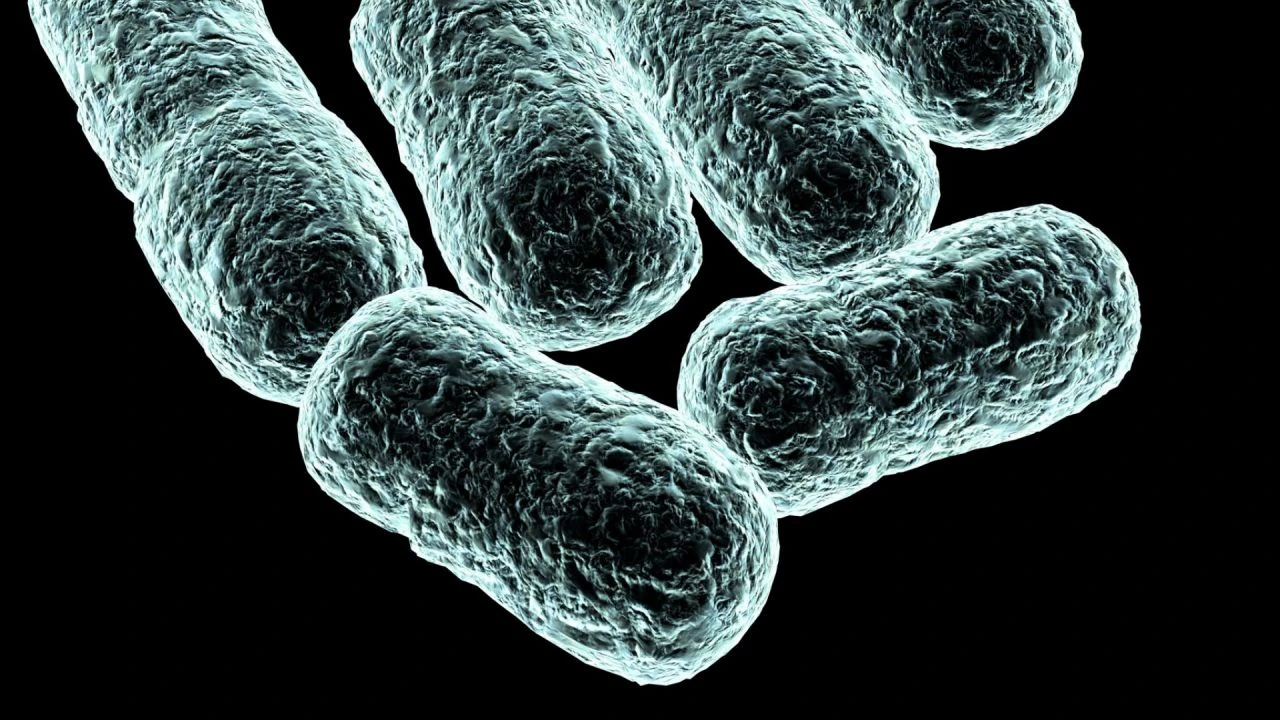 Paris 2024’te koli basili bakterisi Belçikalı triatlet yarışmadan çekilmesine neden oldu! Koli basili bulaşıcı mı, neden olur?
