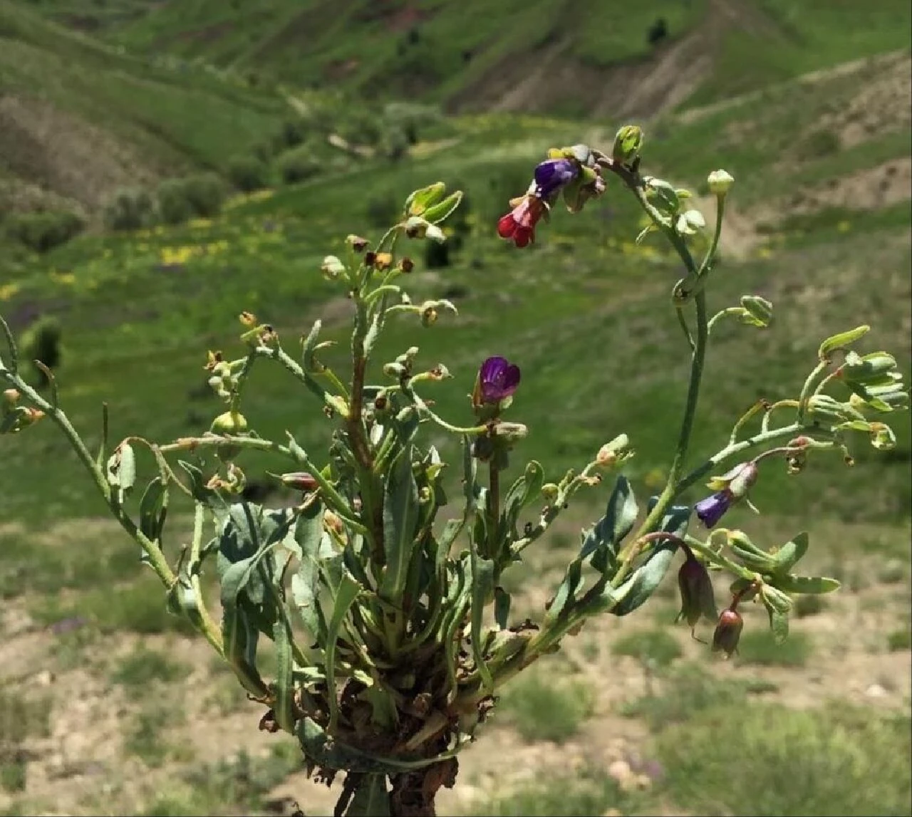 Çok nadir bulunuyor! Dünyada sadece Tunceli'de var