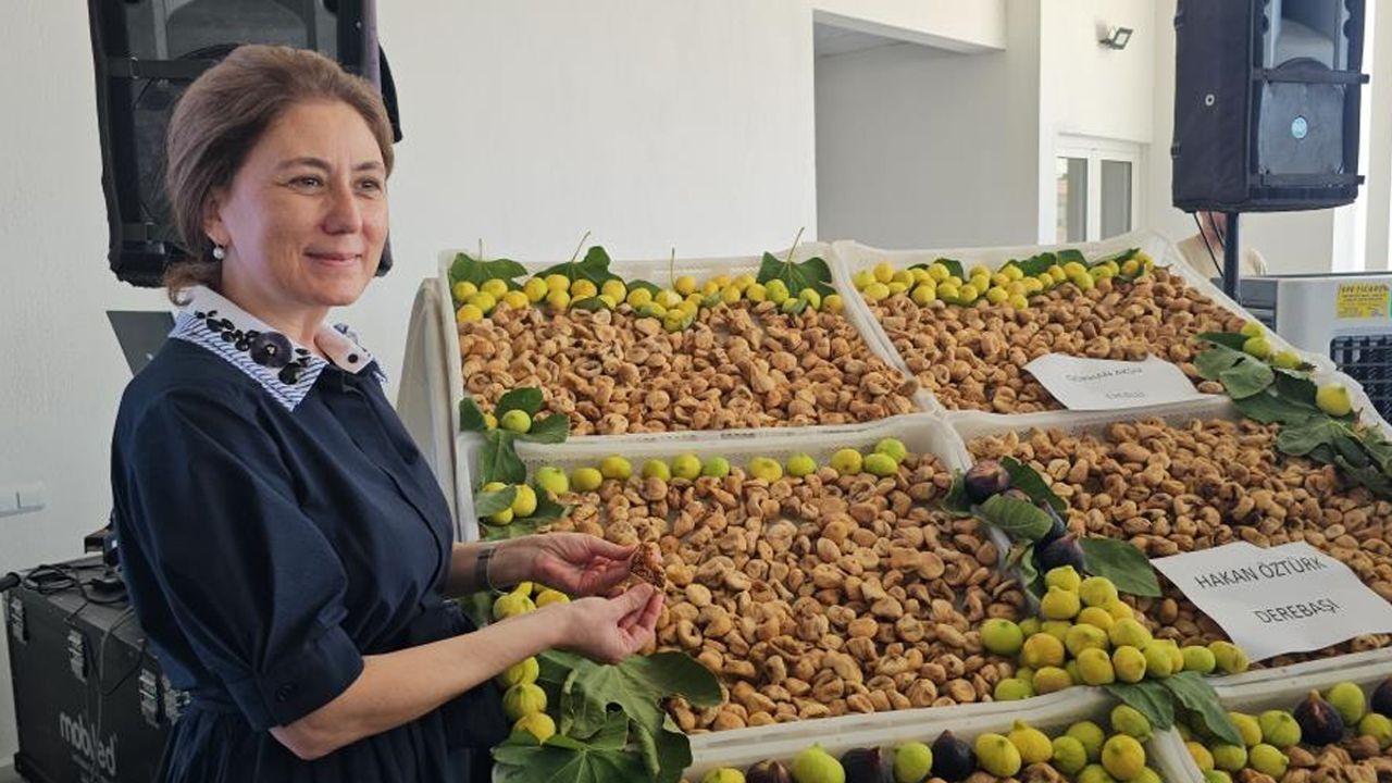 Hasat başladı, sezonun ilk satışı yapıldı! Kuru incirin fiyatını duyan şaştı kaldı