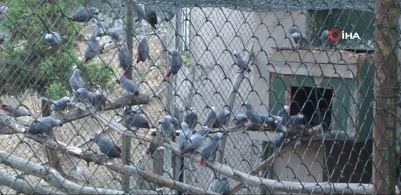 Kaçakçılık girişimine darbe: 309 Jako Papağanı yeni bir hayata başlıyor! - 1. Resim