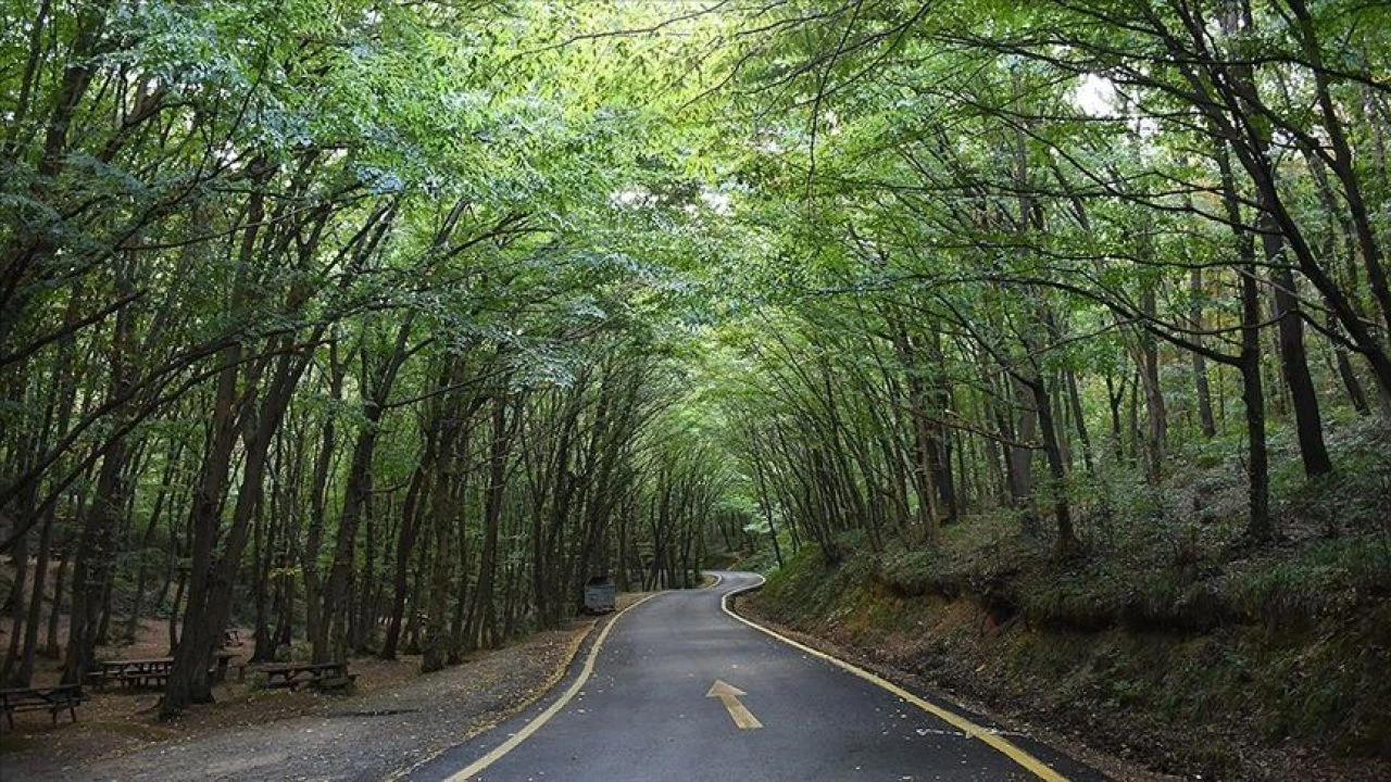 Orman ve Milli parklarda yasaklar devam ederken mangal ve tüp denetimi de sıklaştı - 2. Resim