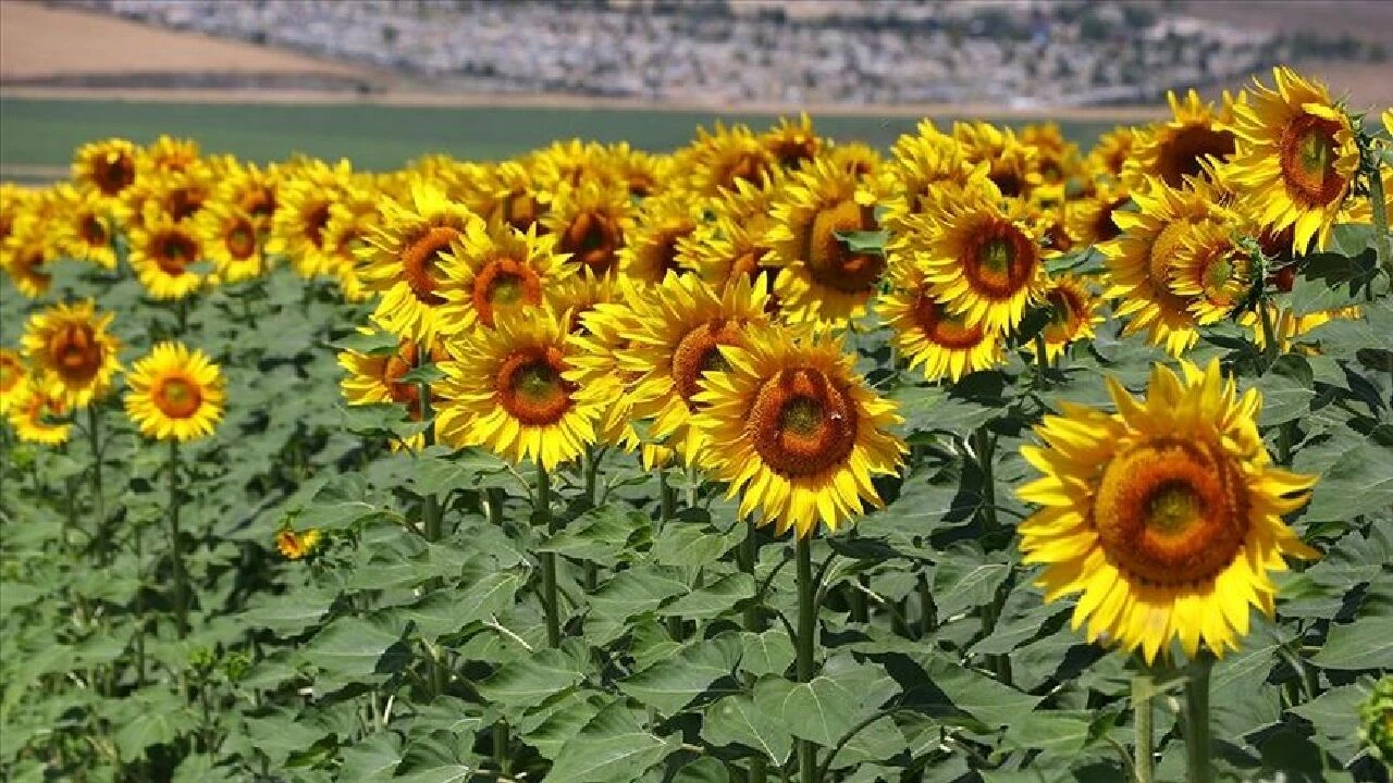 Tekirdağ'ı fırtına vurdu ayçiçek tarlaları harap oldu! Yağ fiyatlarında zam için hazırlıklı oldun - 3. Resim