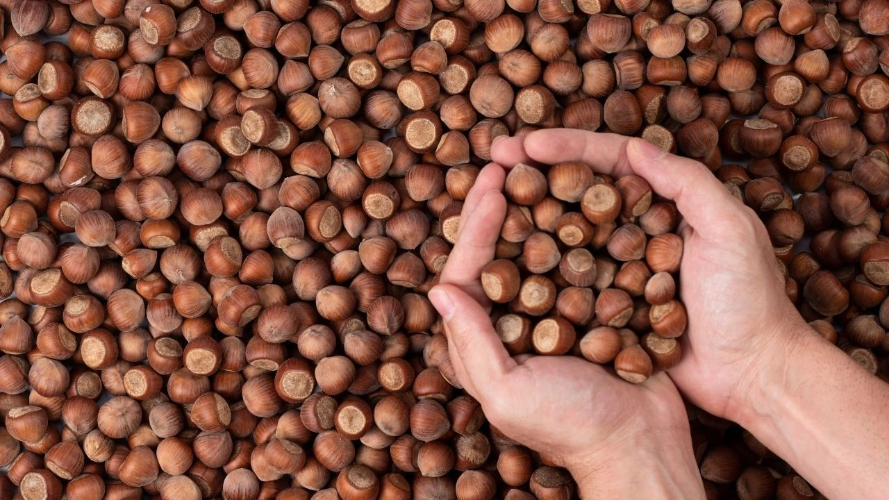 FİSKOBİRLİK ve TMO yeni sezon fındık alımlarına başlayacak! Tarihleri belli oldu - 1. Resim