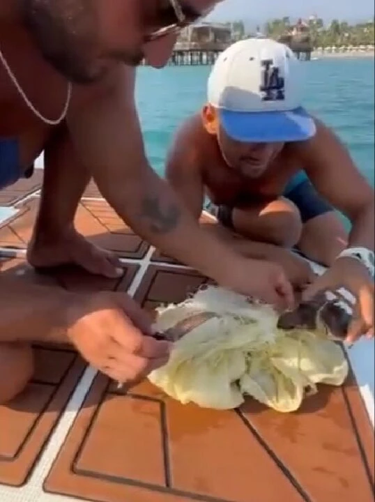 Teknedekiler fark etti! Caretta caretta yavrusunun hali yürek parçaladı - 2. Resim