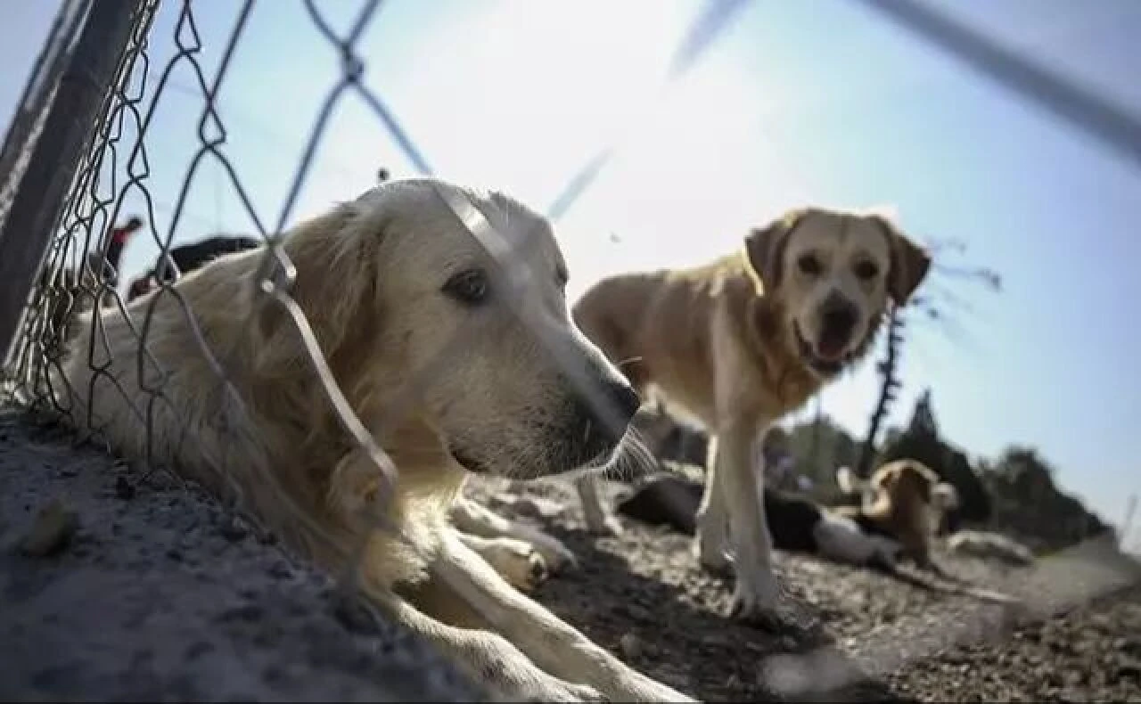 Ankara'da köpek katliamı! Sosyal medya ayağa kalktı