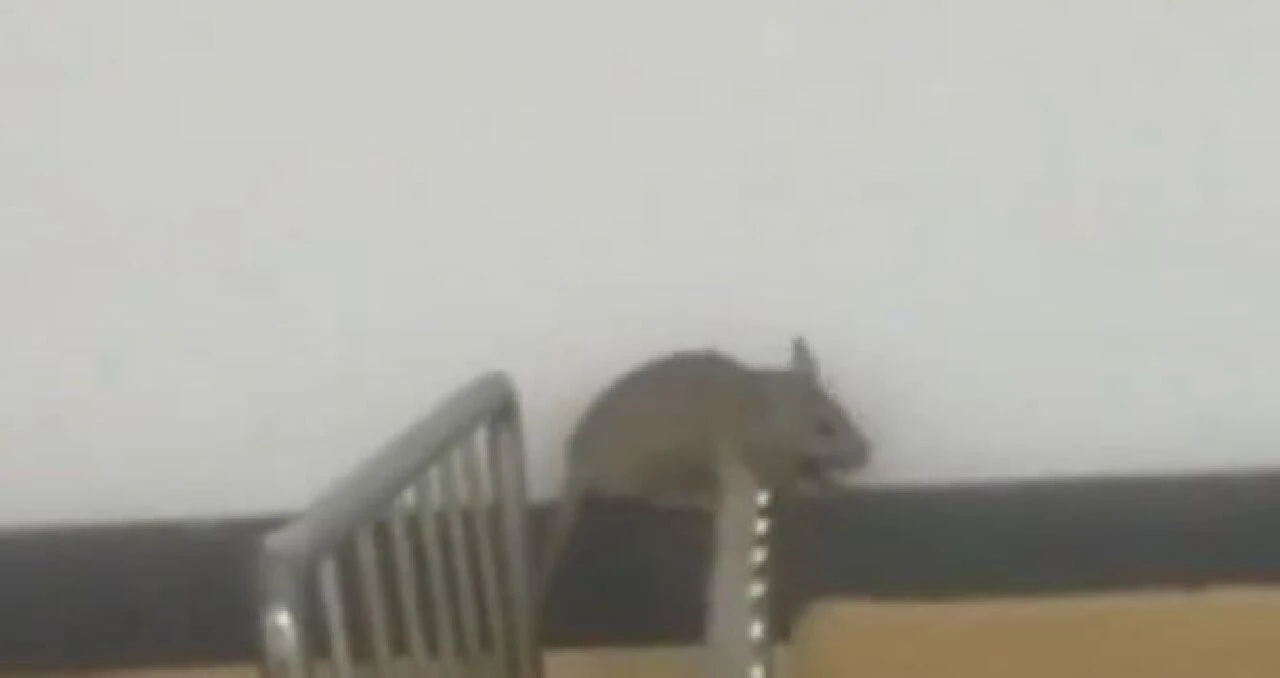 Bir market zincirinin raflarında fareler cirit attı! Skandal görüntüler sosyal medyayı salladı - 1. Resim