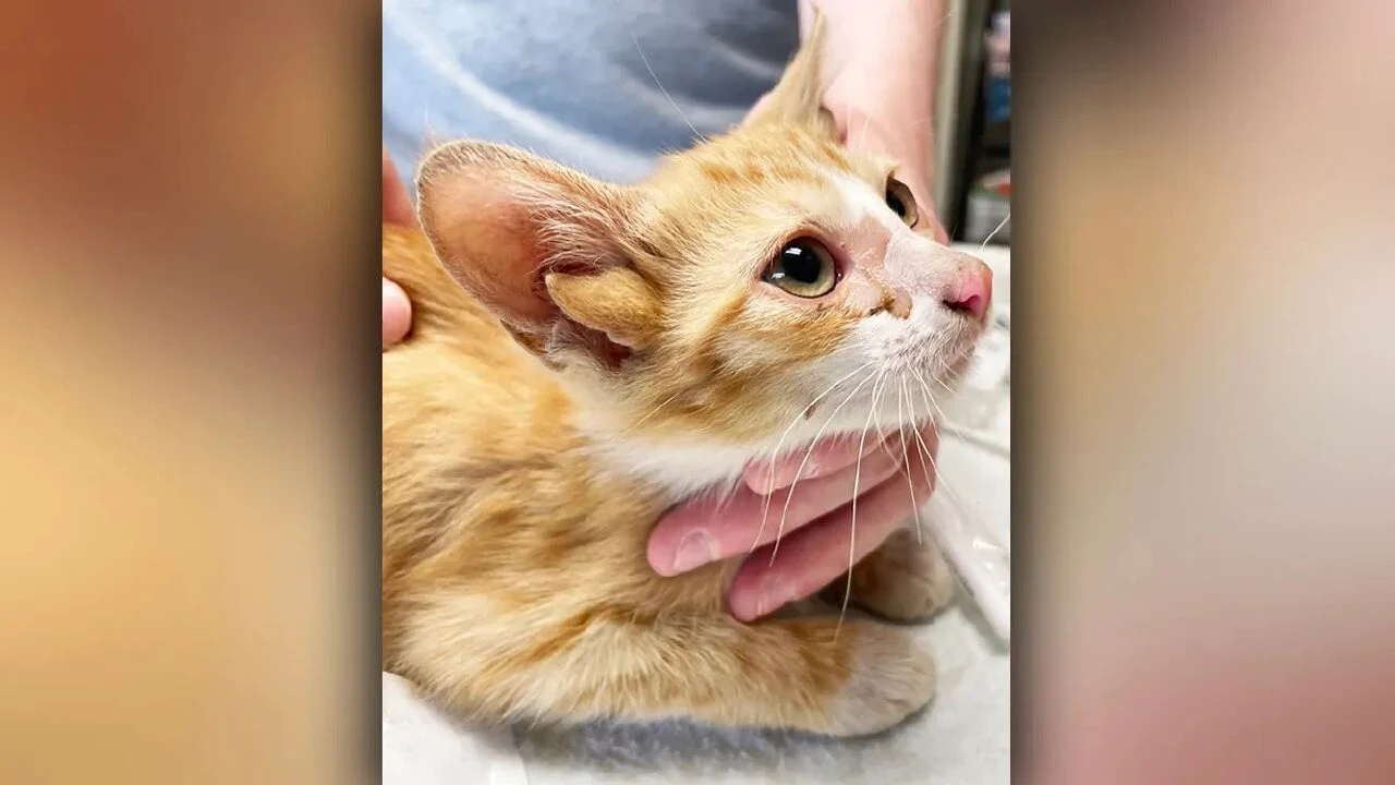 Dört kulaklı kedi "Audio", sosyal medyanın yeni yıldızı oldu - 1. Resim