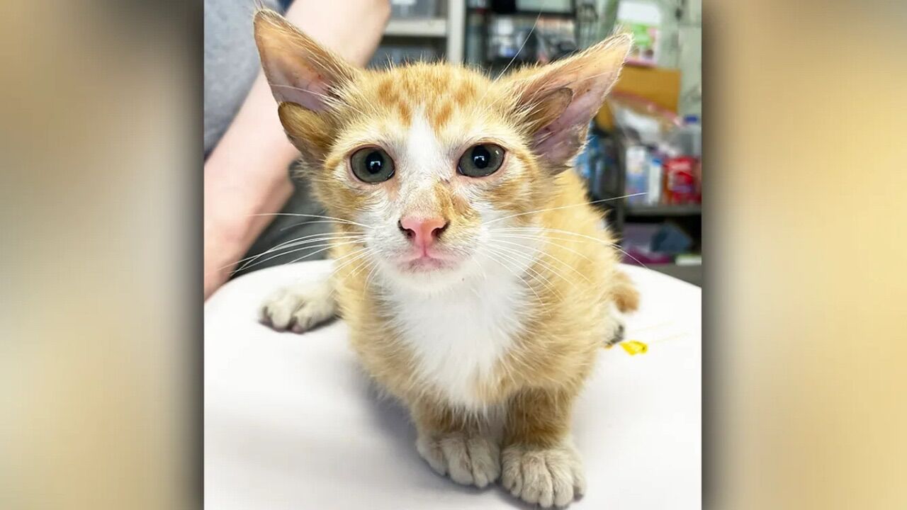 Dört kulaklı kedi &quot;Audio&quot;, sosyal medyanın yeni yıldızı oldu