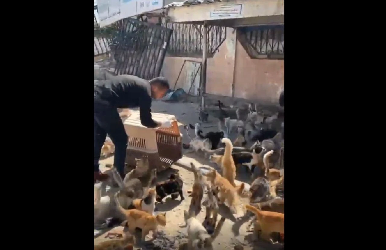 Filistinliler sokak kedilerine sahip çıkıyor! Görüntüler sosyal medyada gündem oldu