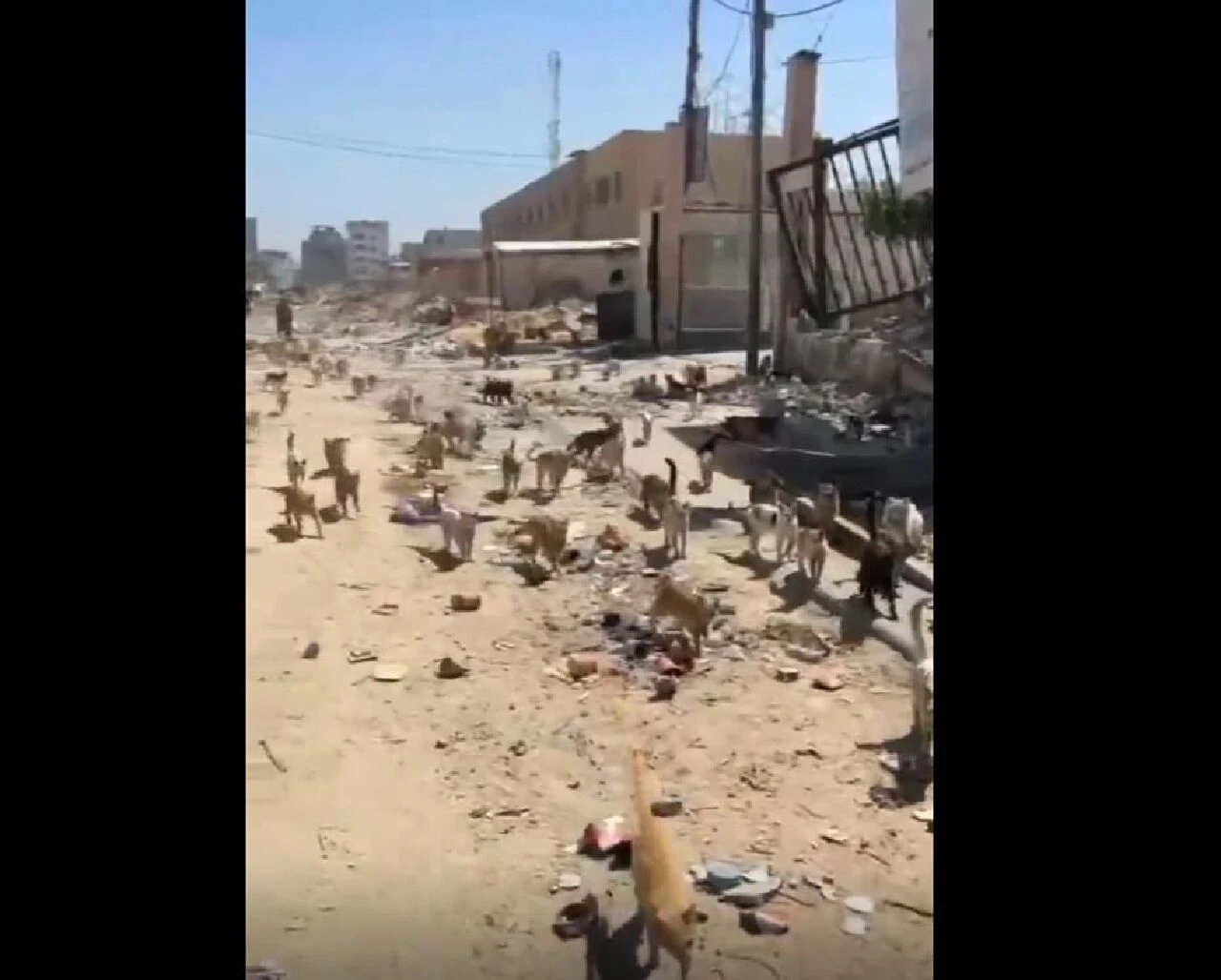 Filistinliler sokak kedilerine sahip çıkıyor! Görüntüler sosyal medyada gündem oldu