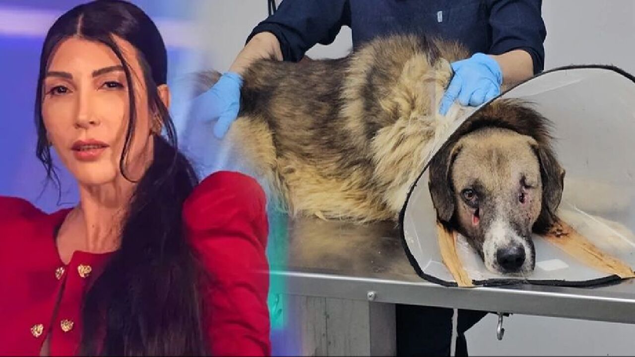 Hande Yener'den alkışlanacak hareket! Av tüfeğiyle vurulan köpeği sahiplendi - 3. Resim