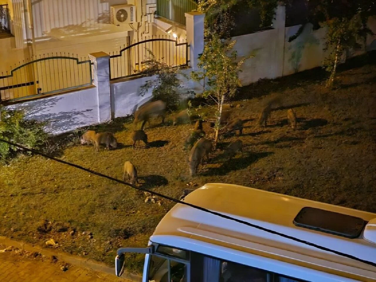 Marmaris'te yaban domuzu istilası: Şehir merkezine indiler! - 1. Resim