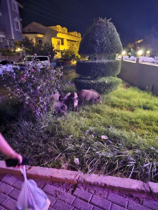 Marmaris'te yaban domuzu istilası: Şehir merkezine indiler! - 2. Resim
