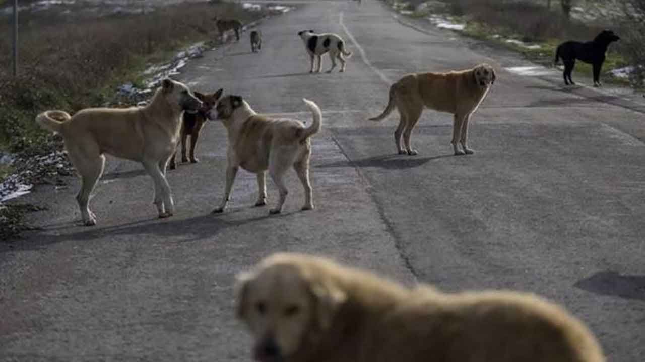 Bitlis&#039;teki &#039;köpek zehirleme&#039; iddialarına ilişkin Valilik&#039;ten açıklama