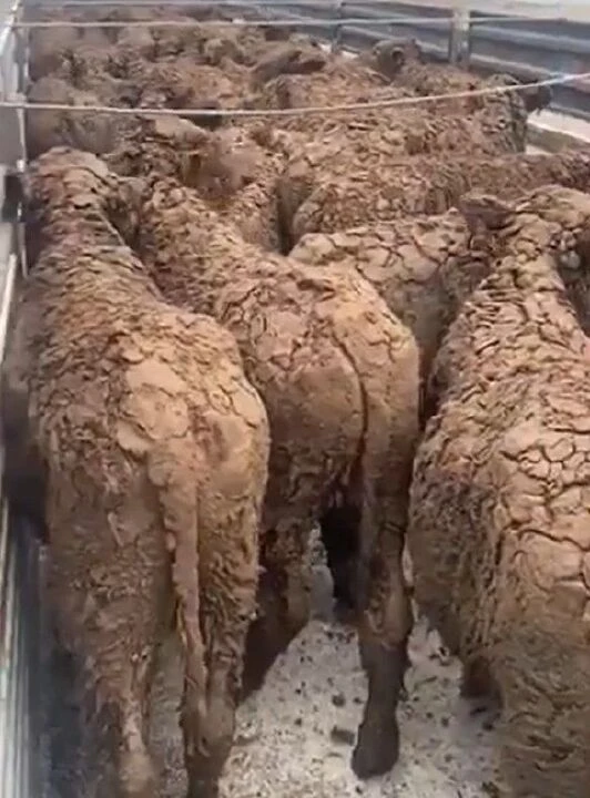 Kırmızı et ve süt için ithal edilen hayvanların pis görüntülerine Et ve Süt Kurumu'ndan