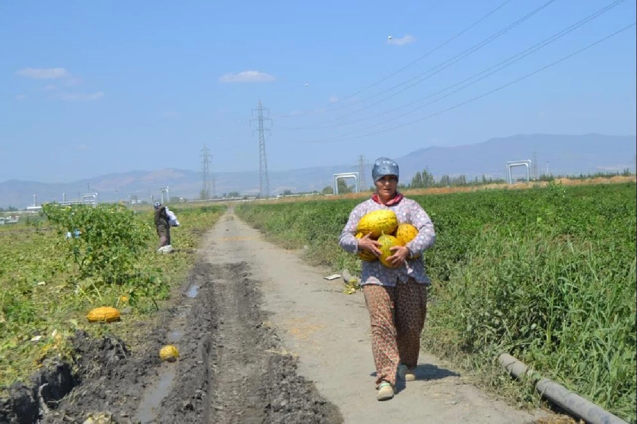 Manisa’da üreticileriler 'komik' rakamı duyunca 600 ton kavun ve karpuzu ücretsiz dağıttı!