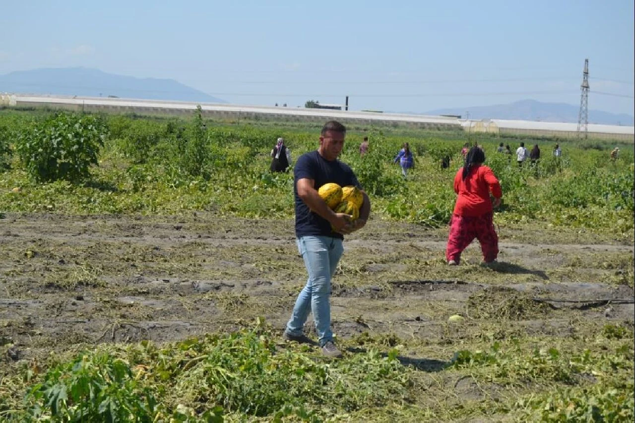 Manisa’da üreticileriler 'komik' rakamı duyunca 600 ton kavun ve karpuzu ücretsiz dağıttı!