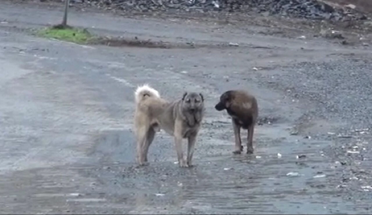 Parkta oynayan çocuğa sürü halinde dolaşan köpekler saldırdı - 1. Resim