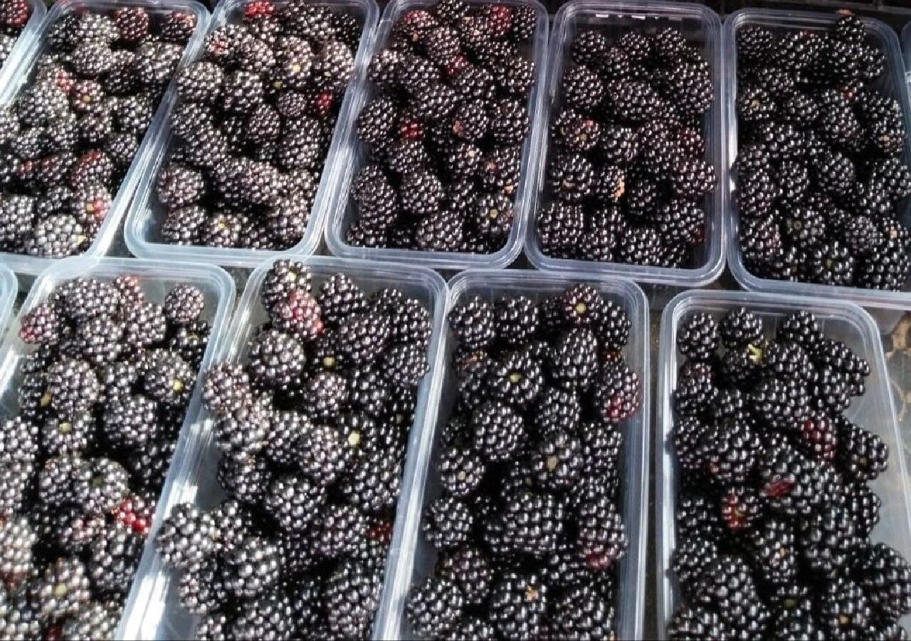 Faydaları saymakla bitmiyor! Kanser başta olmak üzere bir çok hastalığa iyi geliyor - 3. Resim