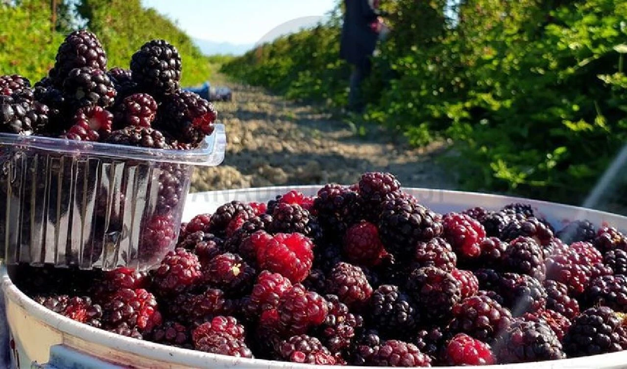 Faydaları saymakla bitmiyor! Kanser başta olmak üzere bir çok hastalığa iyi geliyor - 2. Resim