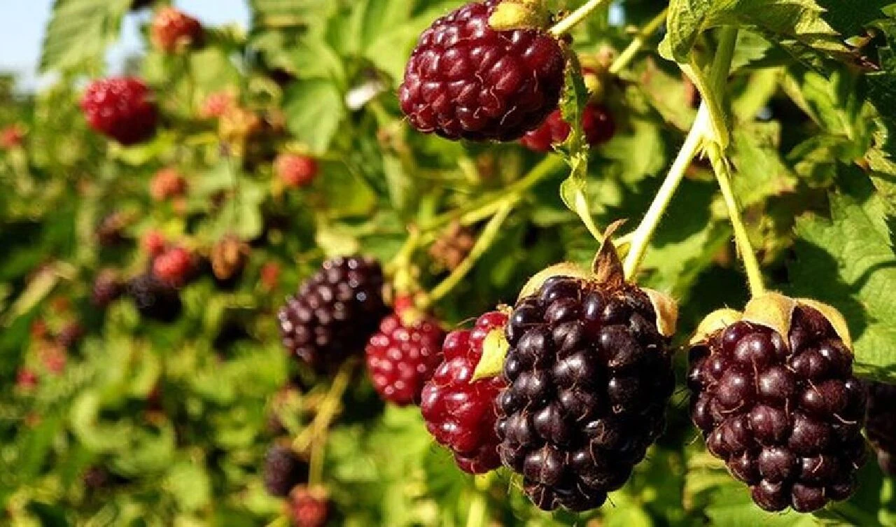 Faydaları saymakla bitmiyor! Kanser başta olmak üzere bir çok hastalığa iyi geliyor - 1. Resim