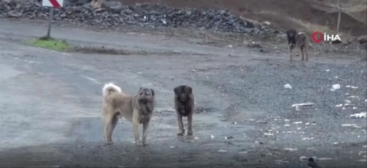 Yine başıboş köpek dehşeti! Parkta oynayan küçük kıza saldırdı - 3. Resim