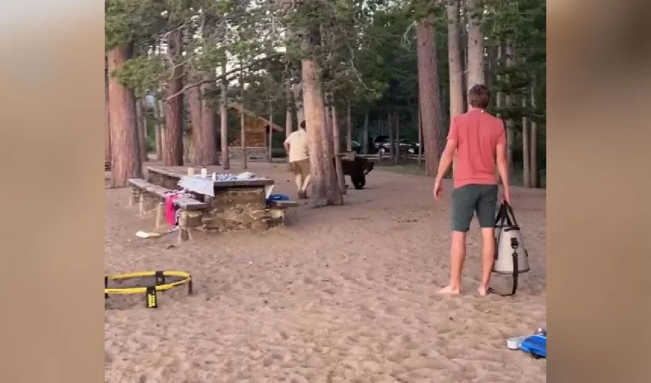 Ayıya kürekli müdahale! Cesur genç hem arkadaşlarını kurtardı hem yiyecekleri - 3. Resim