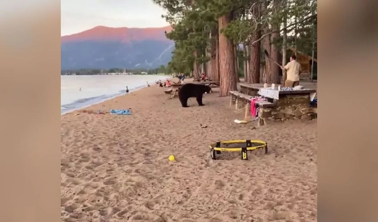 Ayıya kürekli müdahale! Cesur genç hem arkadaşlarını kurtardı hem yiyecekleri - 2. Resim