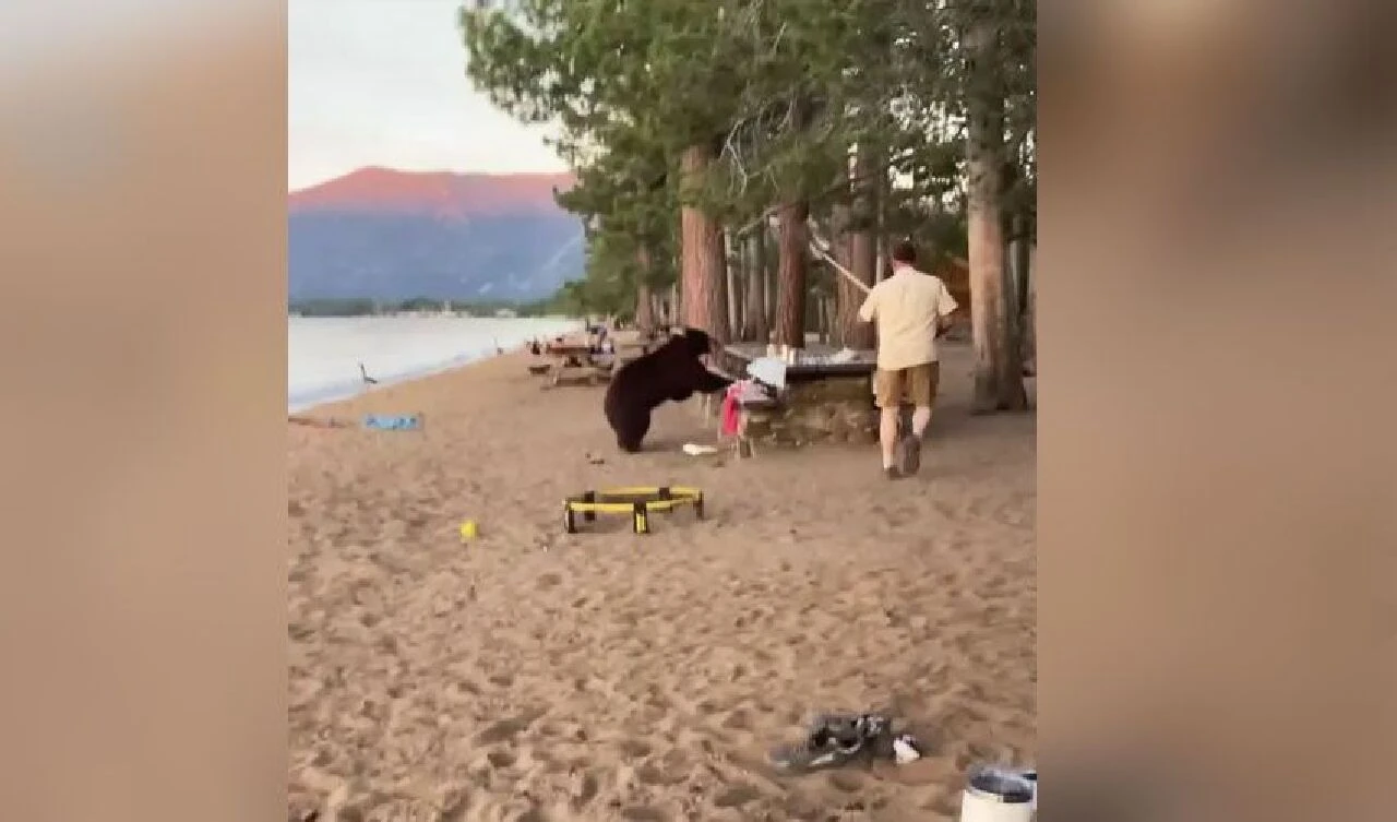 Ayıya kürekli müdahale! Cesur genç hem arkadaşlarını kurtardı hem yiyecekleri - 1. Resim