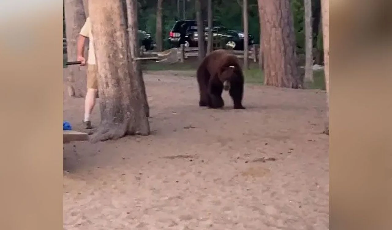 Ayıya kürekli müdahale! Cesur genç hem arkadaşlarını kurtardı hem yiyecekleri - 4. Resim