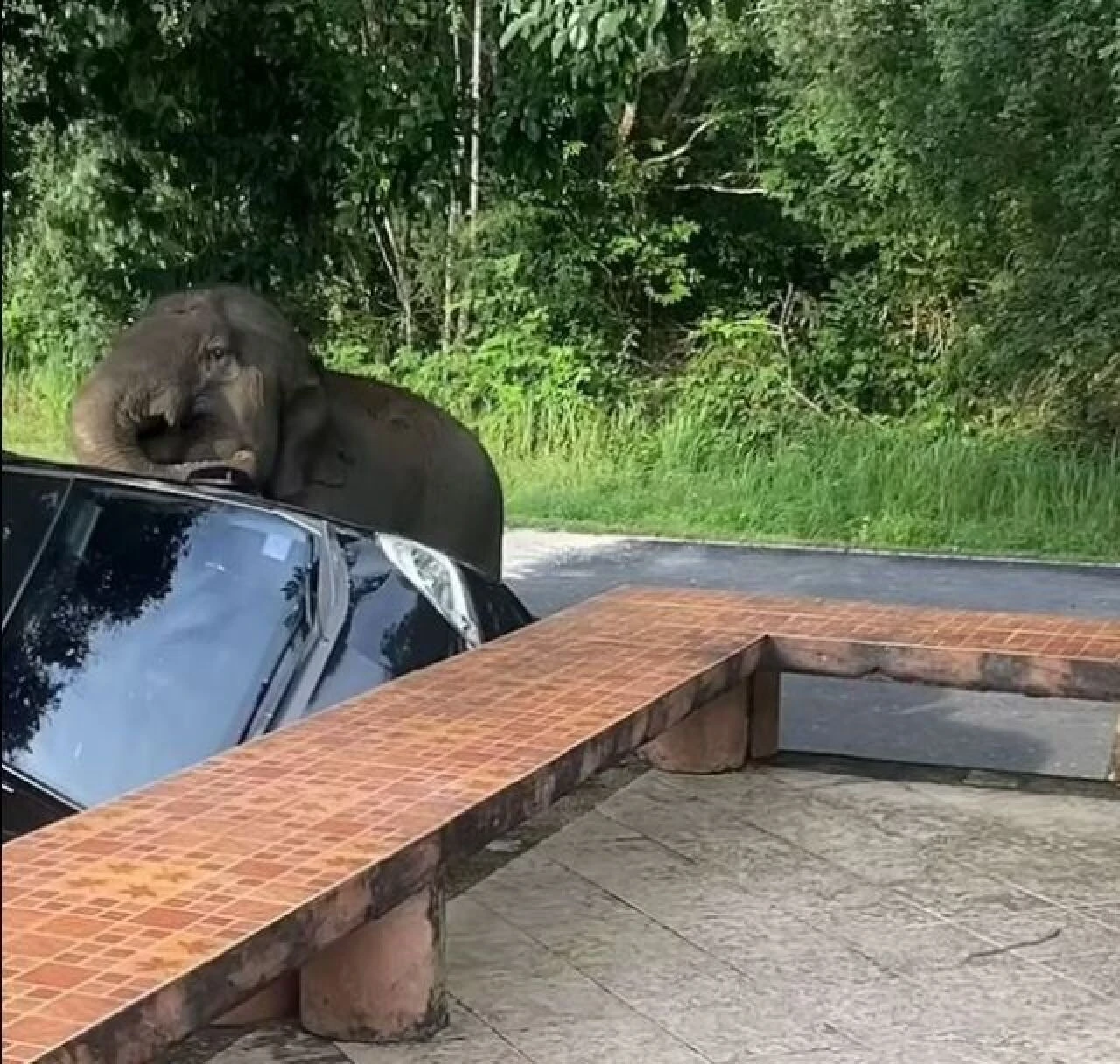 Mangal kokusu fil ailesini eve getirdi, olan arabaya oldu!