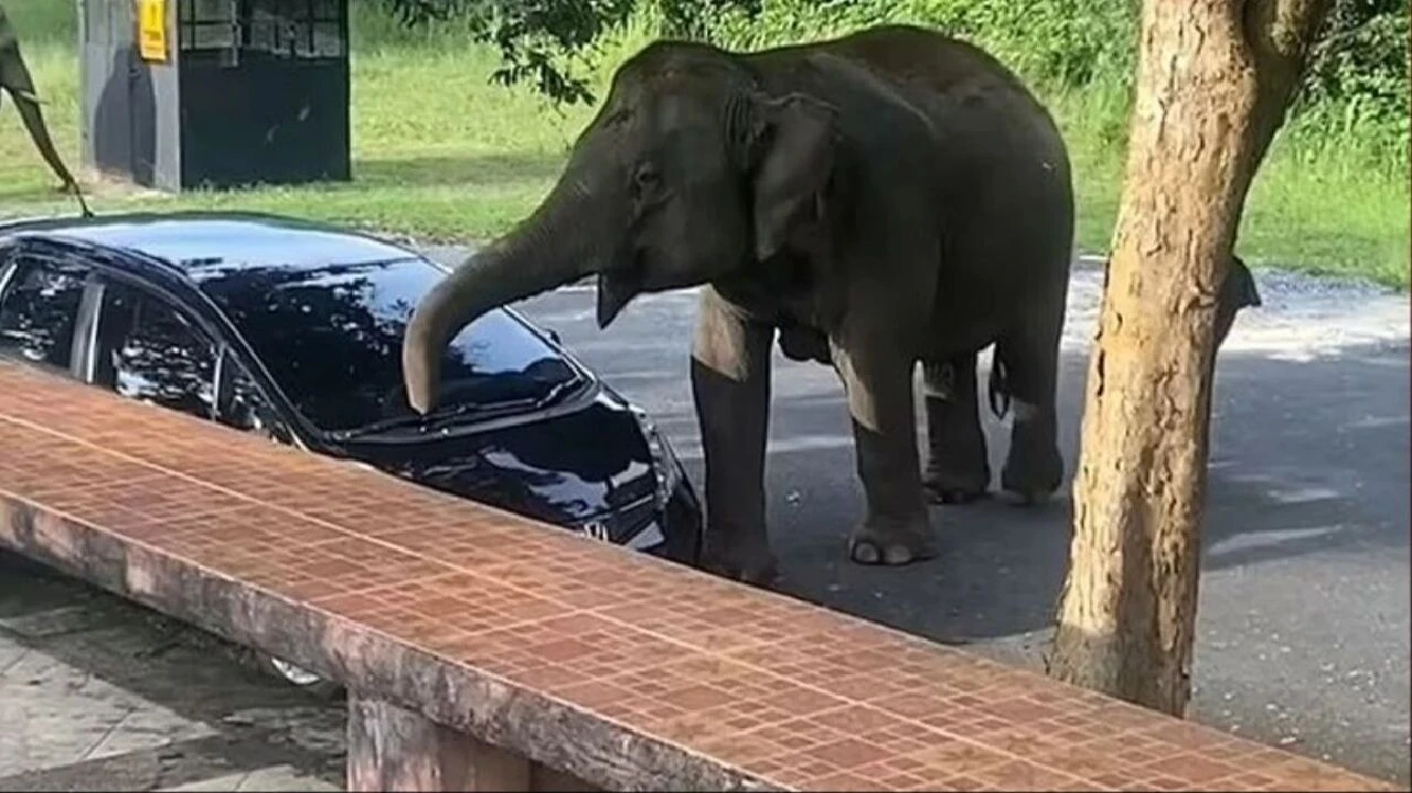 Mangal kokusu fil ailesini eve getirdi, olan arabaya oldu!