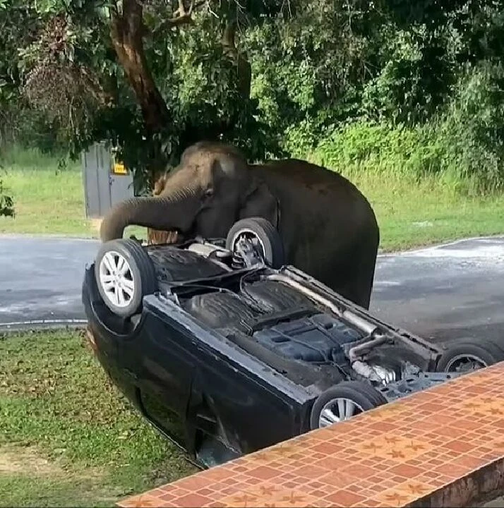Mangal kokusu fil ailesini eve getirdi, olan arabaya oldu!