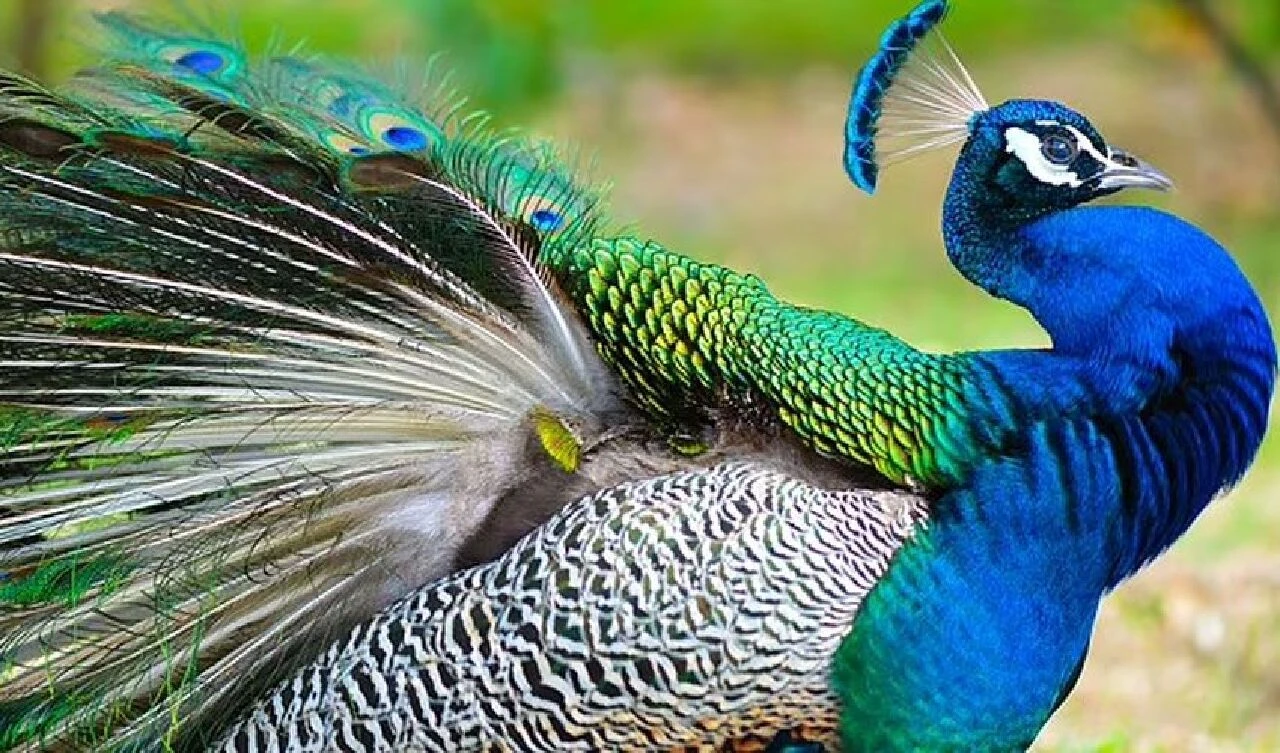 Tavus kuşundan körili yemek yapan fenomen tutuklandı! Her şey daha fazla izlenmek içindi