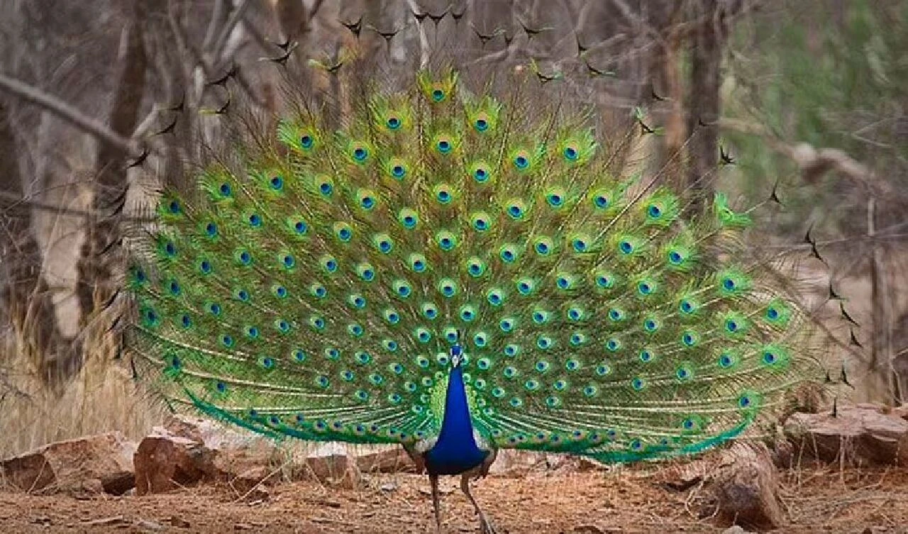 Tavus kuşundan körili yemek yapan fenomen tutuklandı! Her şey daha fazla izlenmek içindi