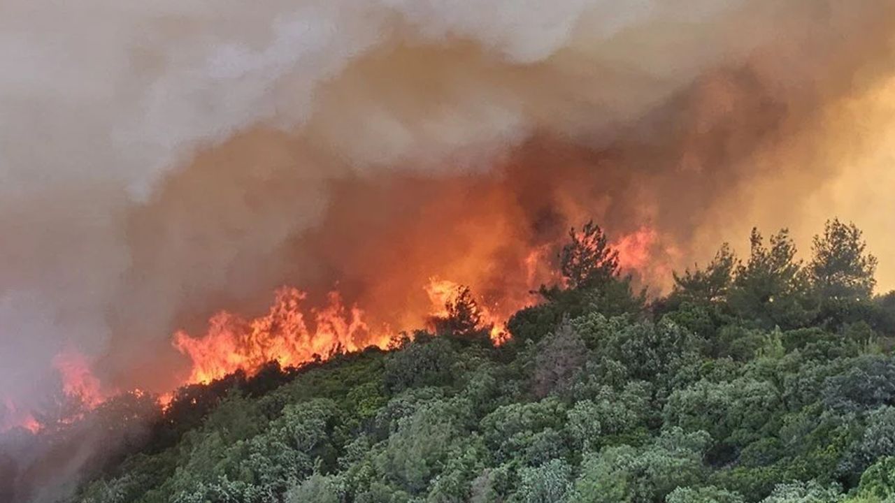 Çanakkale, Bolu ve Manisa&#039;da orman yangını: Ekipler alevlerle canla başla mücadele ediyor