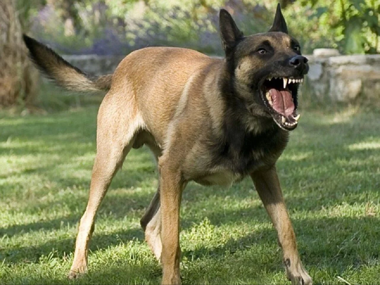 Başıboş sokak köpekleri İBB'nin başını yaktı! İrlandalı turist dava açtı - 1. Resim