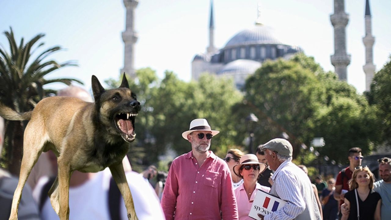 Başıboş sokak köpekleri İBB&#039;nin başını yaktı! İrlandalı turist dava açtı