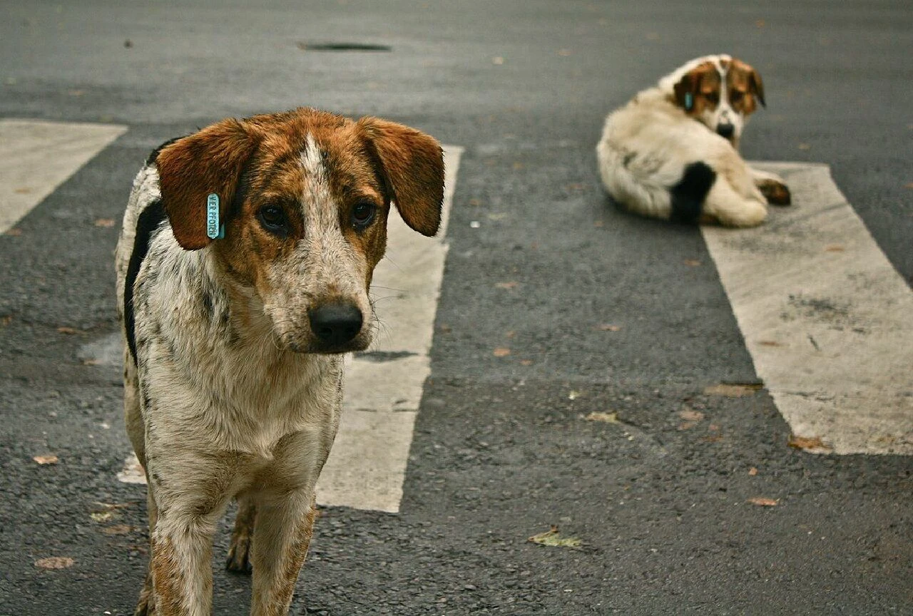 Başıboş sokak köpekleri İBB'nin başını yaktı! İrlandalı turist dava açtı - 2. Resim