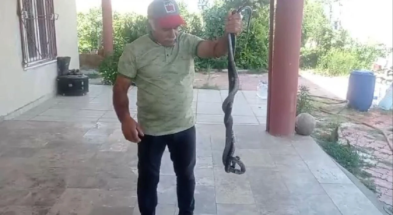 Batman'da gelin ve damada yapılan sürpriz şoke etti: Sahneye çıktı, yılanı çıkarttı