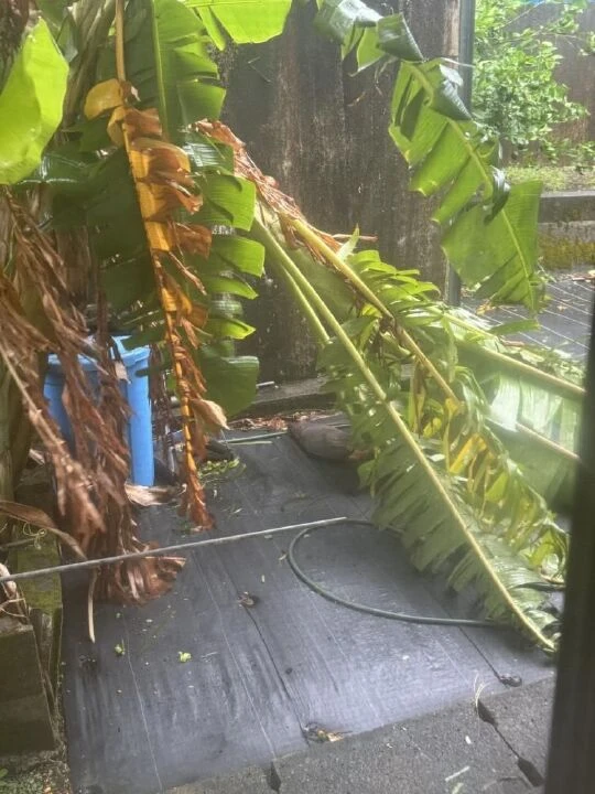 Japonya'nın üstüne kabus gibi çöktü! Marketler boş, bine yakın uçuş iptal! Alarm yine verildi