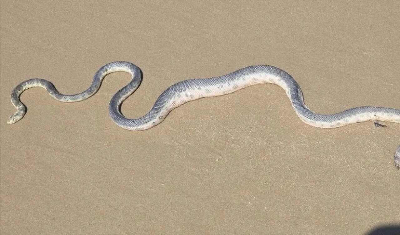 Avustralya sahilleri istila altında! Bölge halkına uyarılar yapılıyor