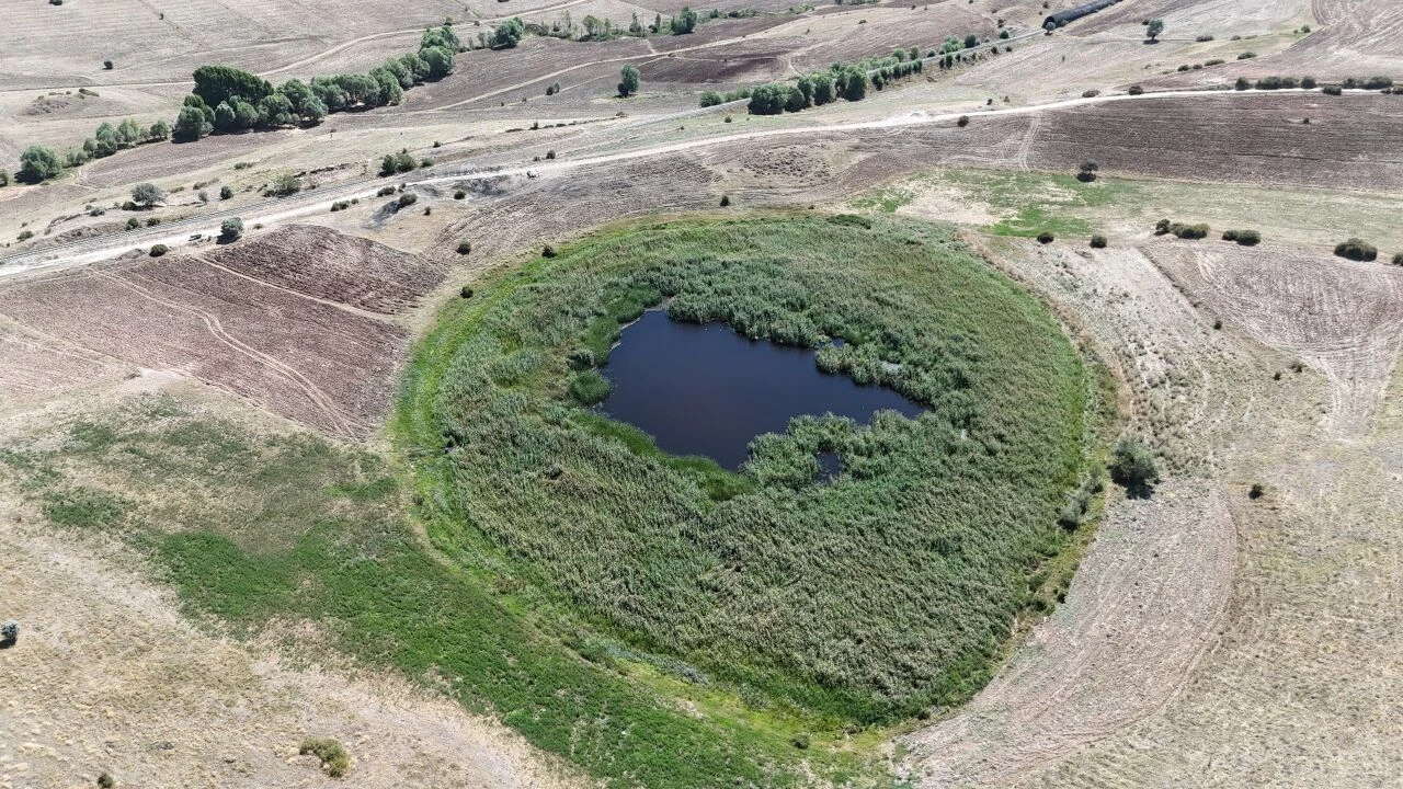 Görenleri şaşkına çeviriyor! On binlerce kilometre öteden geldi, tüm köyü kapladı