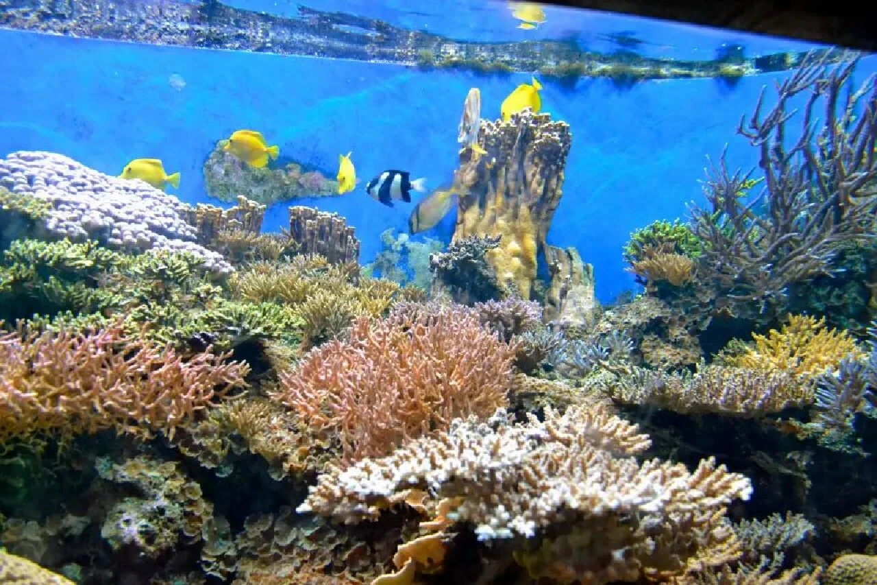 Akvaryum hatası tüm aileyi zehirledi! Felaketin eşiğinden dönüldü - 2. Resim