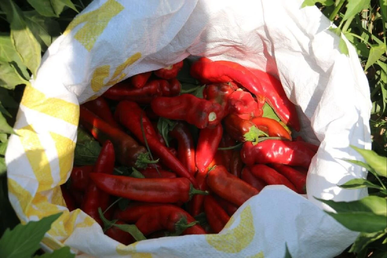 Elini gözüne götüren, depara kalkıyor! Yılın en acı hasadı