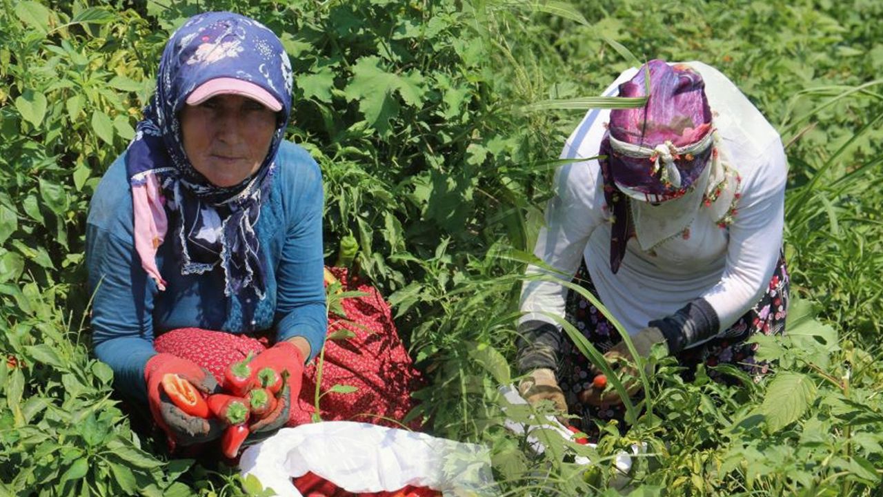 Elini gözüne götüren, depara kalkıyor! Yılın en acı hasadı