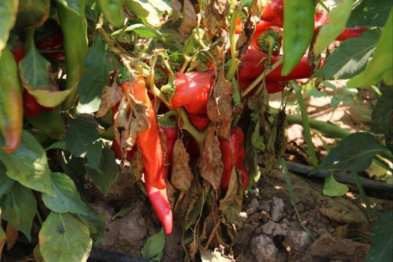 Elini gözüne götüren, depara kalkıyor! Yılın en acı hasadı