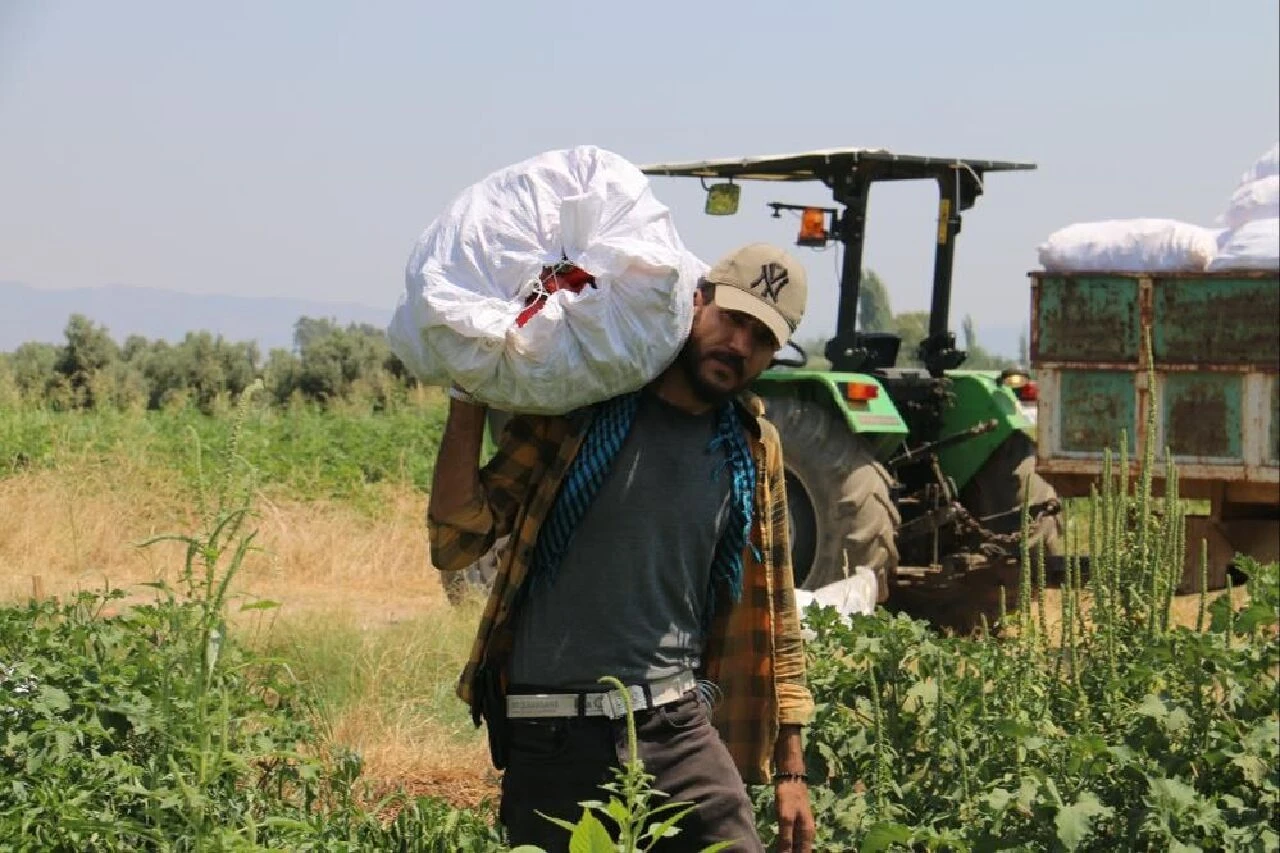 Elini gözüne götüren, depara kalkıyor! Yılın en acı hasadı